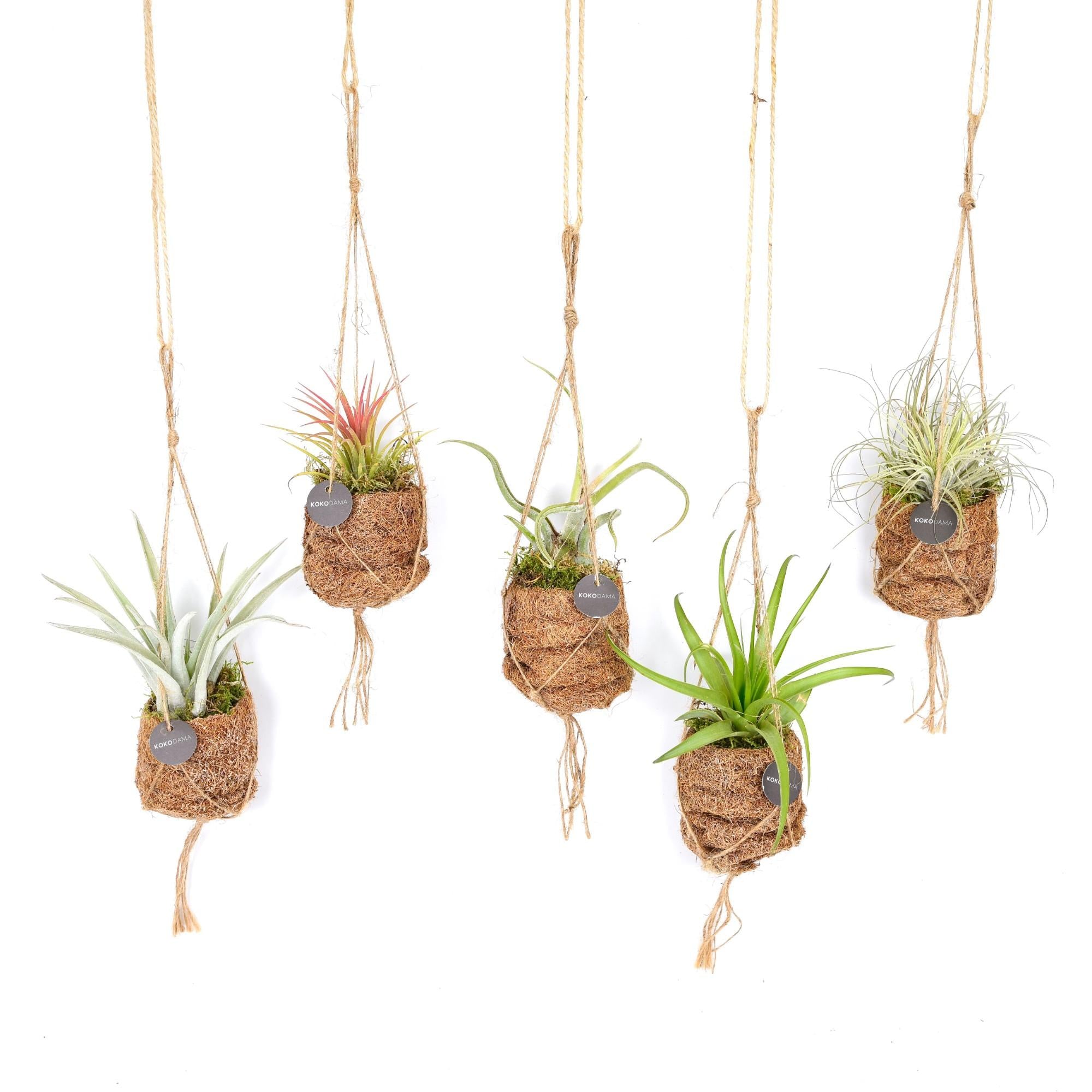 Kokodama Birdnest Tillandsia Mix – 8x Air Plants in Coconut Pot Ø7 cm ↕5 cm