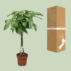 Pachira Aquatica – Ø24cm ↕120cm | Gemiddeld onderhoud