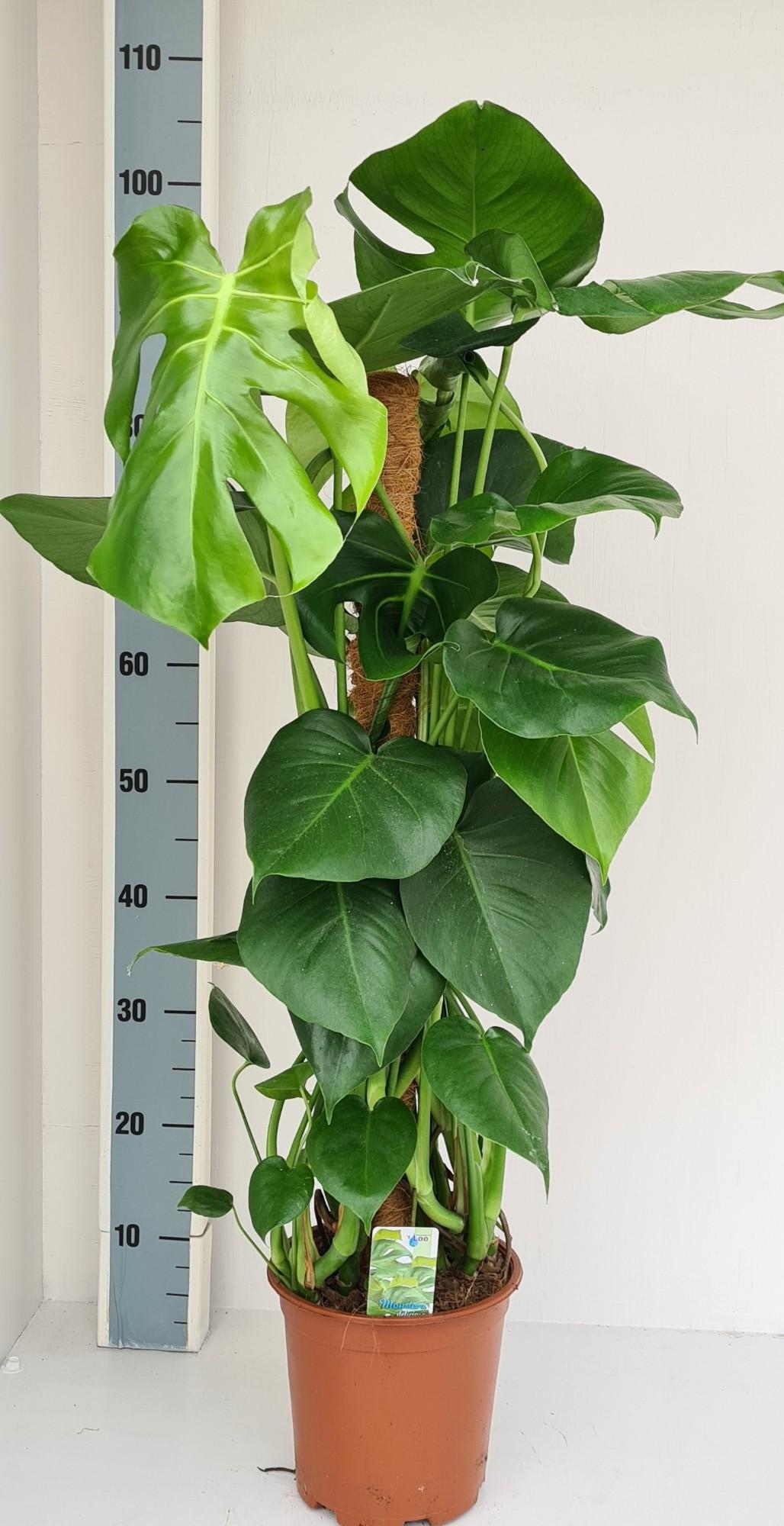 Monstera on moss pole – Ø19cm ↕80cm | Average maintenance