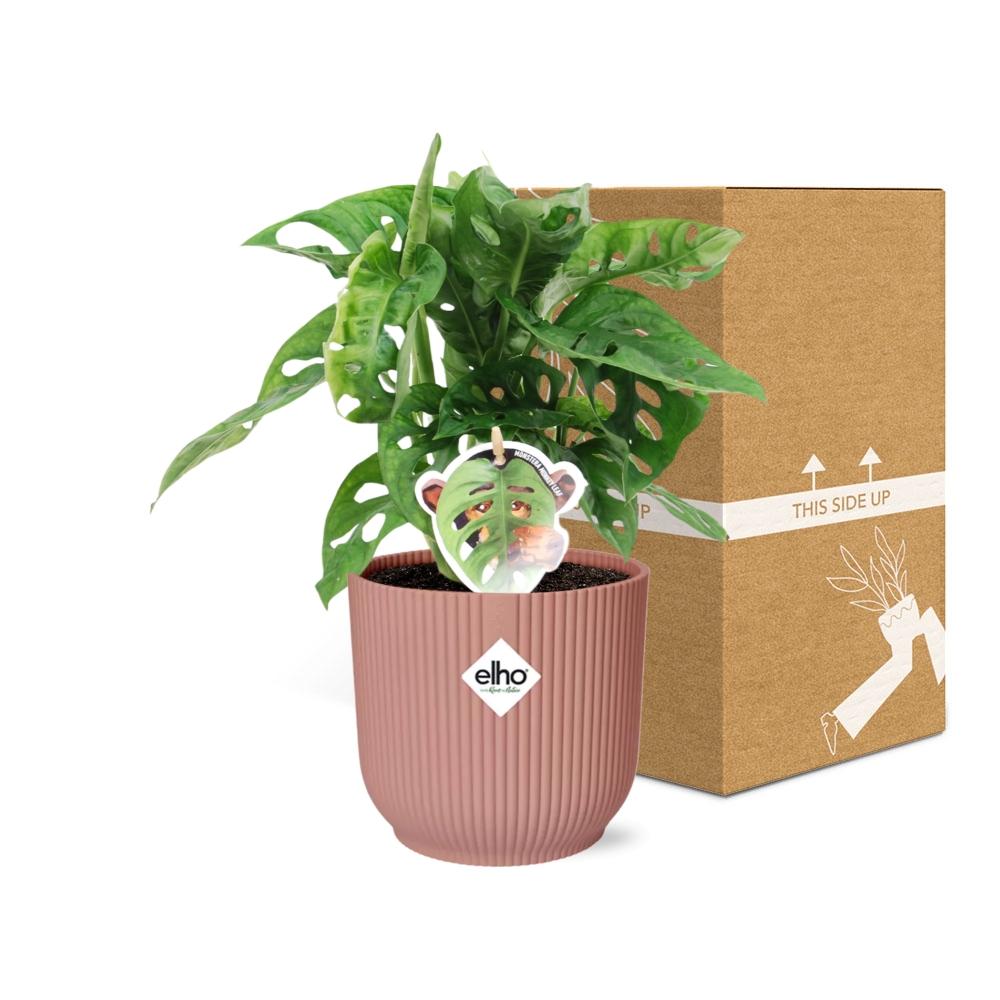 Monstera 'Monkey Leaf' in ELHO Vibes Fold 14cm pink | Playful hole fun – Average maintenance