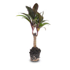 Mini palm – Cordyline fruticosa 'Purple Compacta' – Terrarium plant – Pot size 6 | The purple pop in pocket size – Average maintenance