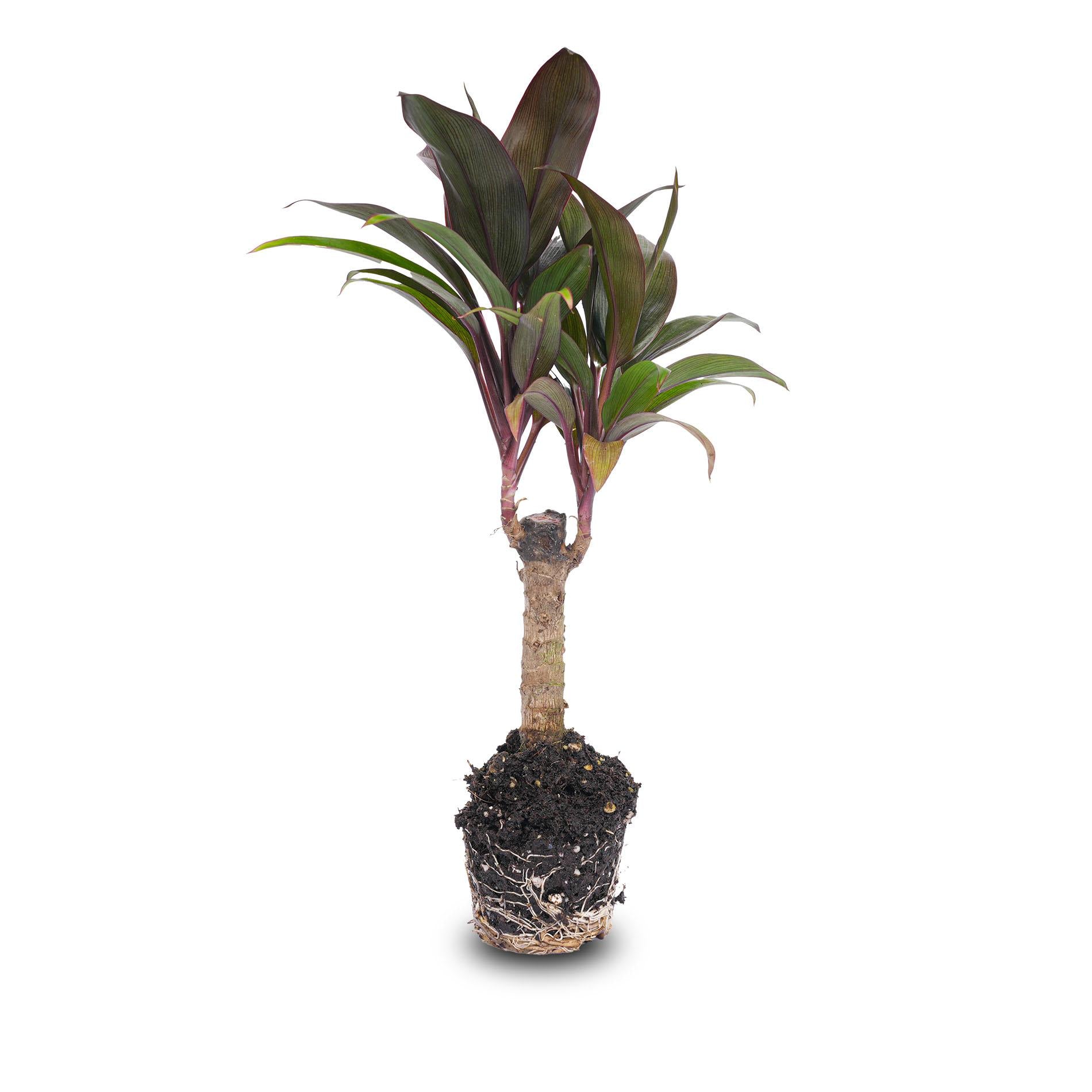 Mini palm – Cordyline fruticosa 'Purple Compacta' – Terrarium plant – Pot size 6 | The purple pop in pocket size – Average maintenance