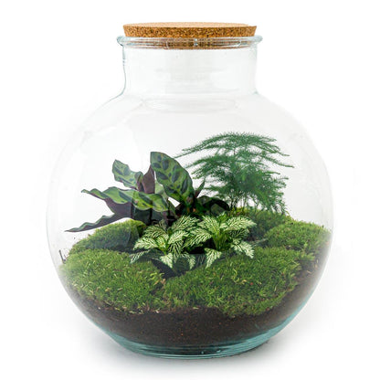 🌿🛠️ DIY Terrarium Bolder Bob – Bonsai – 30 cm – Complete with rake, shovel, tweezers &amp; scissors