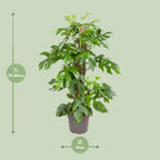 Monstera Minima - Ø19cm - ↕80cm | The design climber – Easy maintenance