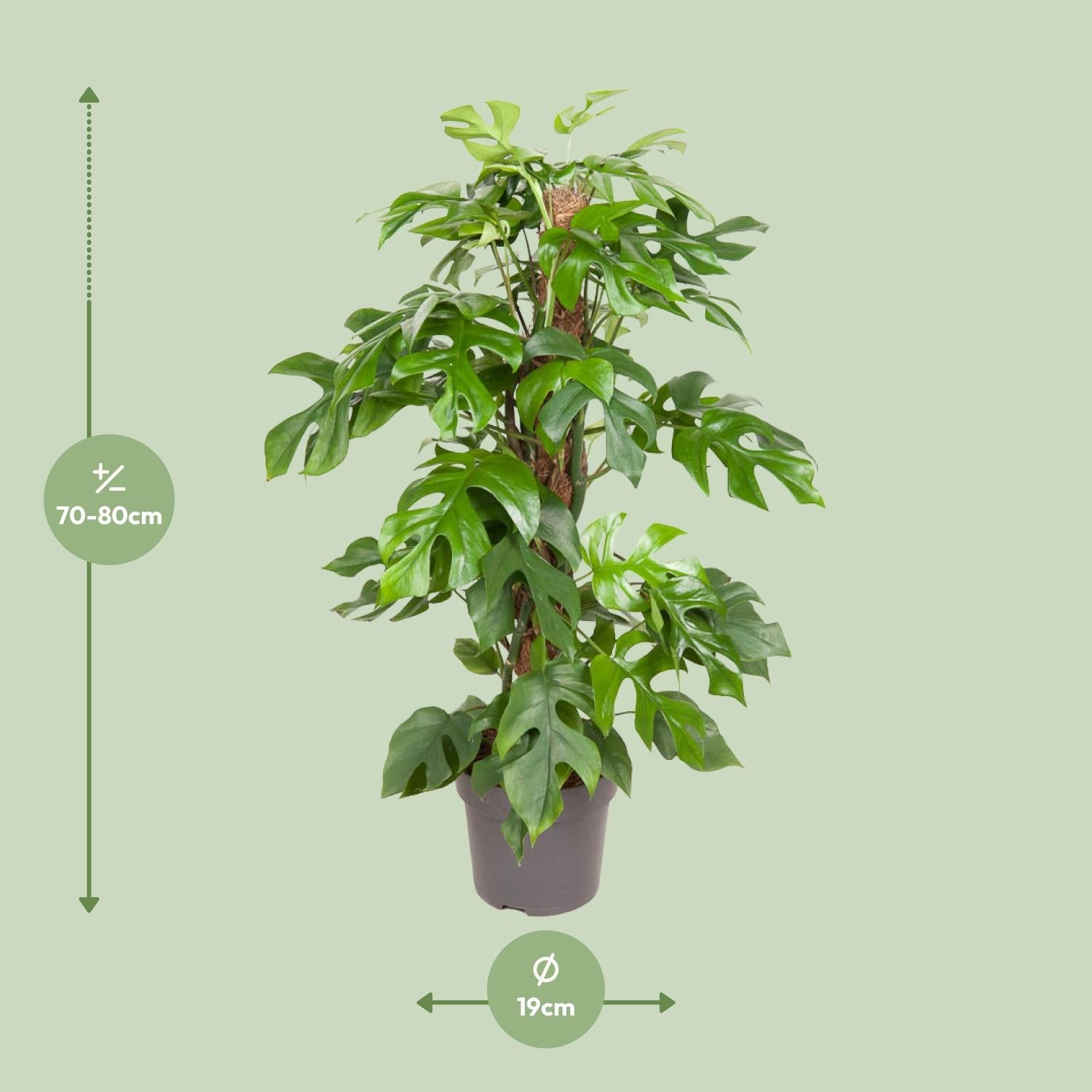 Monstera Minima - Ø19cm - ↕80cm | The design climber – Easy maintenance
