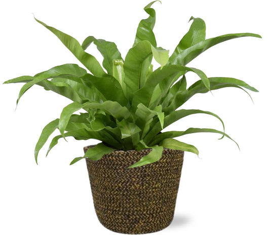 Asplenium Antiquum + Selin Pot Black – Ø17cm ↕45cm | Average maintenance
