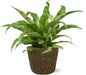 Asplenium Antiquum + Selin Pot Black – Ø17cm ↕45cm | Average maintenance