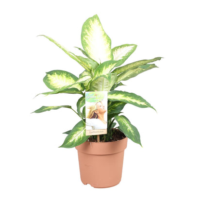 Dieffenbachia Camilla – Ø17cm ↕45cm | Average maintenance
