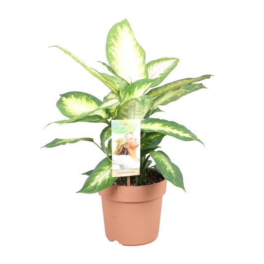 Dieffenbachia Camilla – Ø17cm ↕45cm | Average maintenance