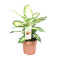 Dieffenbachia Camilla – Ø17cm ↕45cm | Average maintenance