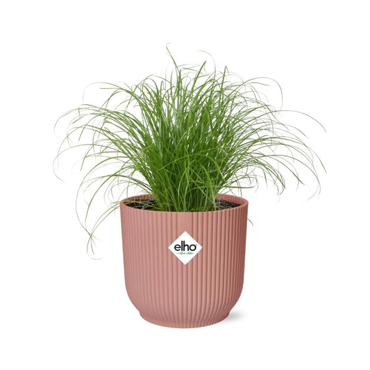 Cyperus Alternifolius Zumula in ELHO Vibes Fold 14 cm pink