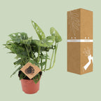 Monstera Monkey Leaf – Ø12 cm – ↕30 cm