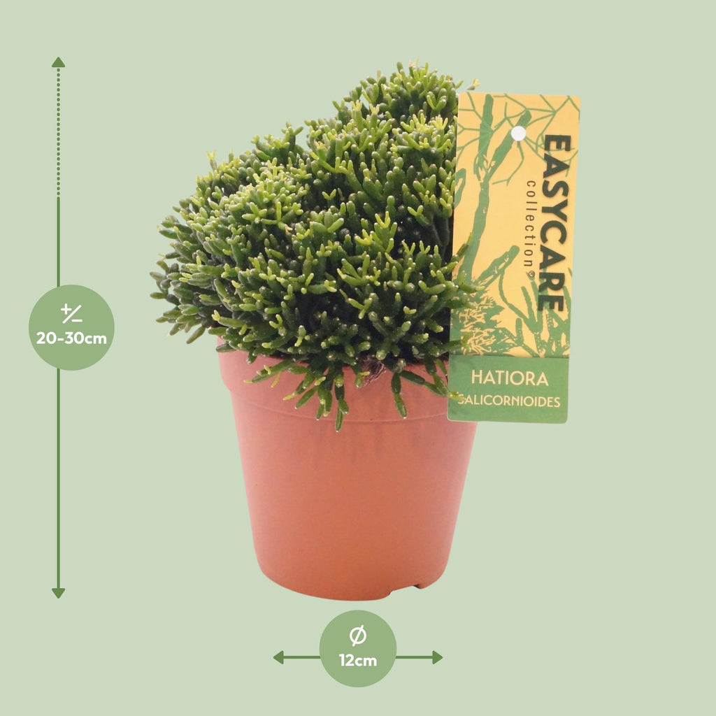 Hatiora salicornioides - Ø12cm - ↕22cm | The bottle cactus – Easy care