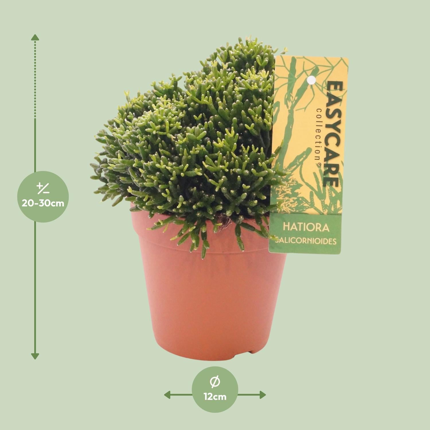 Hatiora salicornioides - Ø12cm - ↕22cm | The bottle cactus – Easy care