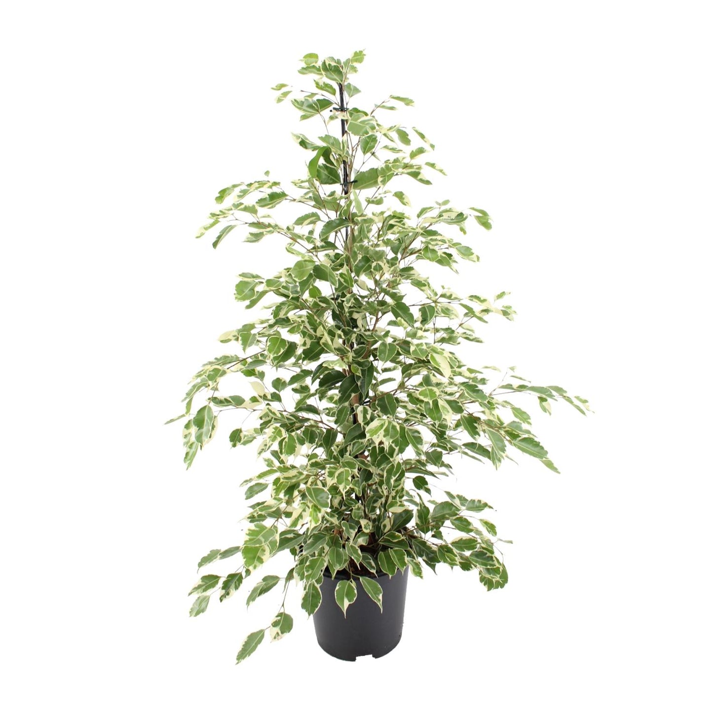 Ficus benjamina Twilight – Ø21cm ↕95cm | Average maintenance