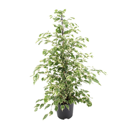 Ficus benjamina Twilight – Ø21cm ↕95cm | Average maintenance