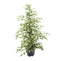 Ficus benjamina Twilight – Ø21cm ↕95cm | Average maintenance