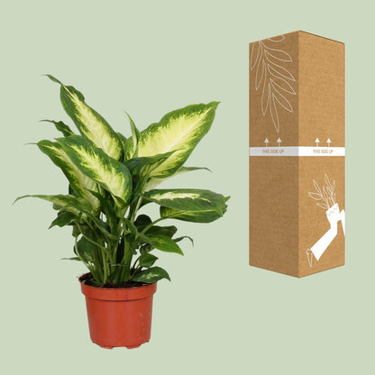 Dieffenbachia Camilla – Ø12cm ↕35cm | Average maintenance