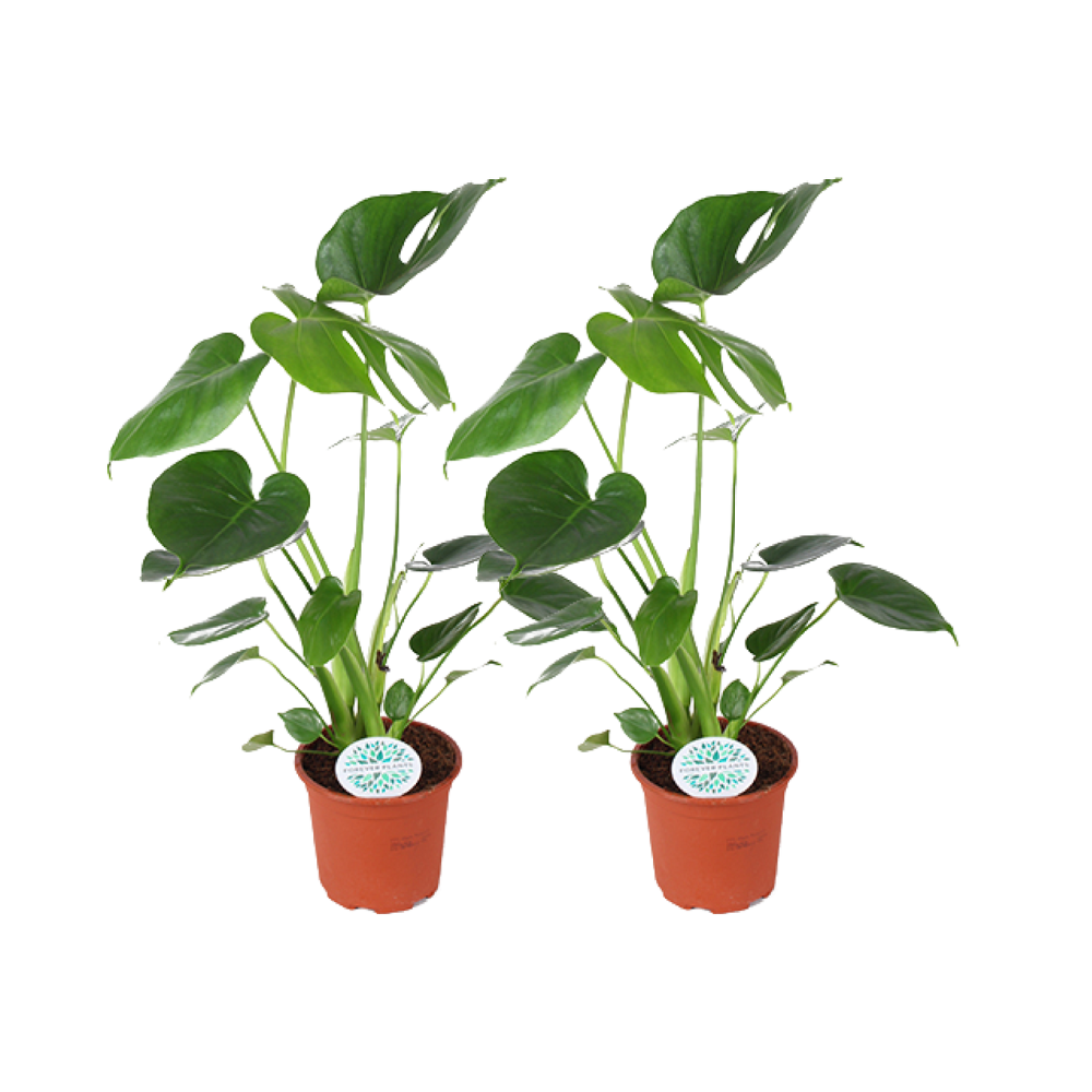 Monstera deliciosa – 2 pieces – Ø14cm ↕45cm | Easy maintenance