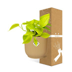 Polyscias Balfouriana – Ø17cm ↕50cm | Round leaves, great charisma – Average maintenance