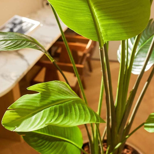 🌴 Strelitzia Nicolai Kunstplant – 180 cm