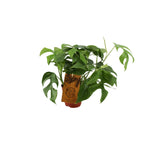 Monstera Minima – Ø12cm ↕30cm | The mini jungler – Easy maintenance