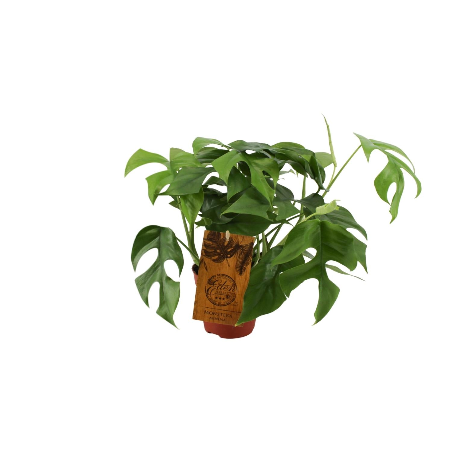 Monstera Minima – Ø12cm ↕30cm | The mini jungler – Easy maintenance