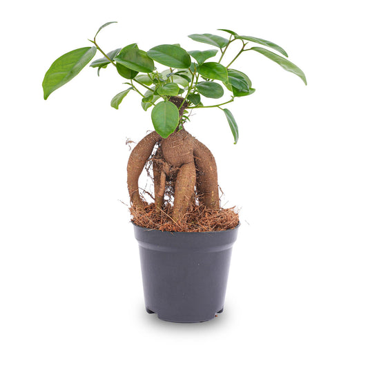 Ficus microcarpa Ginseng bonsai – Pot size 9 | The desk Zen master – Average maintenance