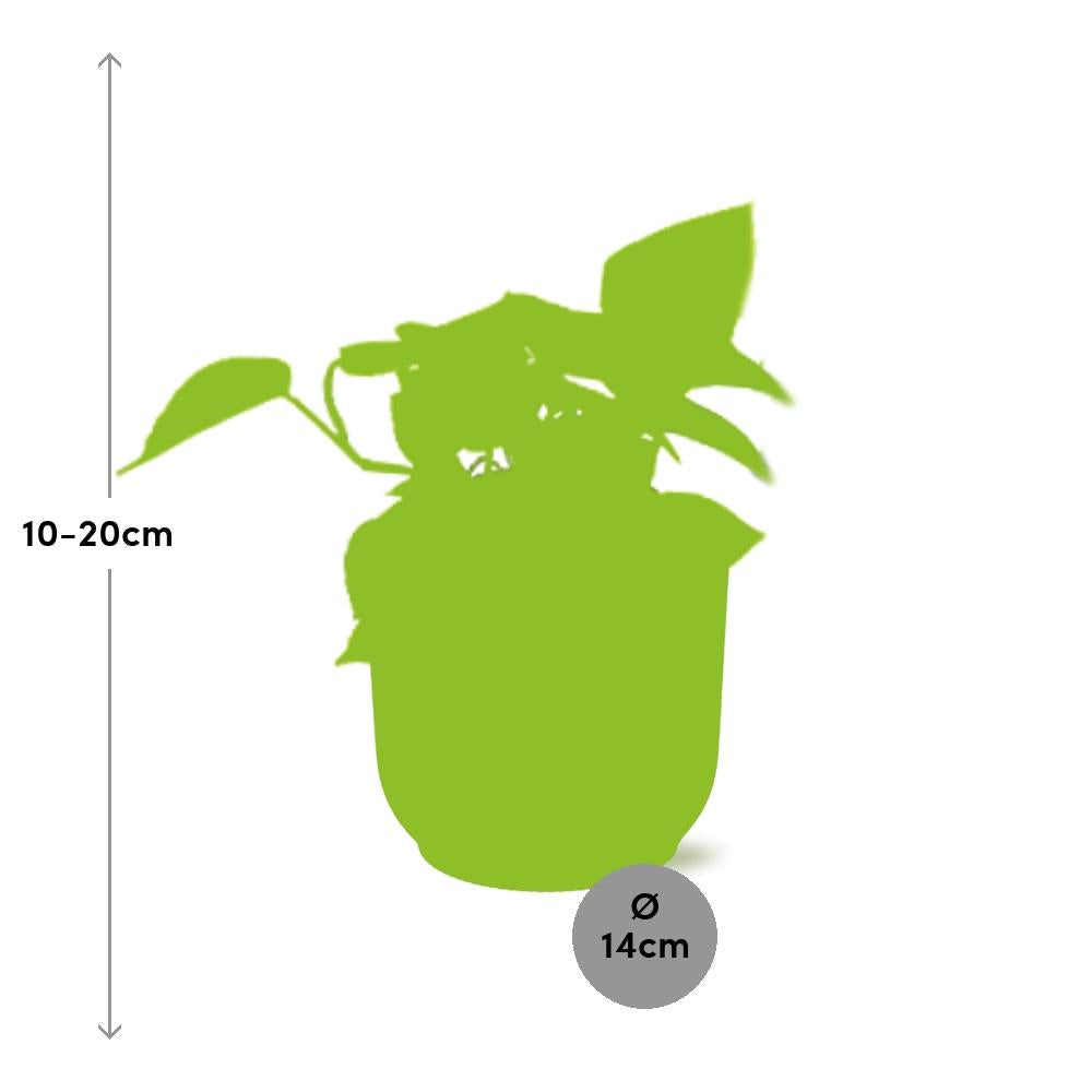 Polyscias Balfouriana – Ø17cm ↕50cm | Round leaves, great charisma – Average maintenance