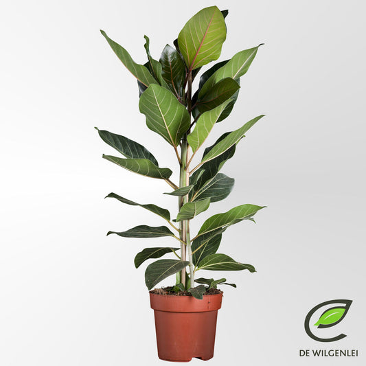 Ficus Benghalensis 'Joy' – Ø21cm ↕90cm | Average maintenance