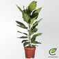 Ficus Benghalensis 'Joy' – Ø21cm ↕90cm | Average maintenance