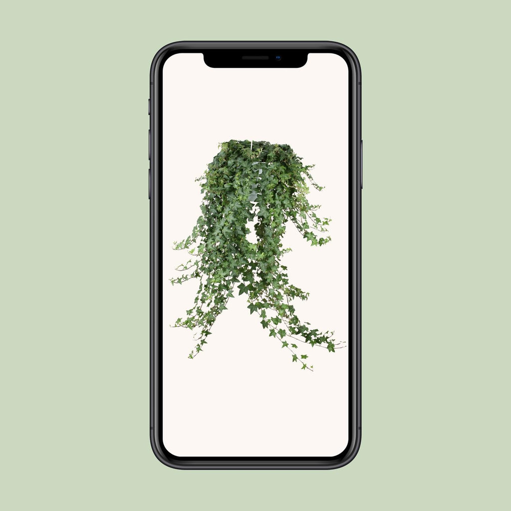Hedera Ivy – Hanging Ivy Houseplant Ø24 cm ↕70 cm