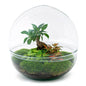 🌿🛠️ DIY Terrarium Dome XL – Ficus Ginseng Bonsai – 28 cm – Including rake, shovel &amp; tweezers