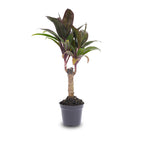 Mini palm – Cordyline fruticosa 'Purple Compacta' – Terrarium plant – Pot size 6 | The purple pop in pocket size – Average maintenance