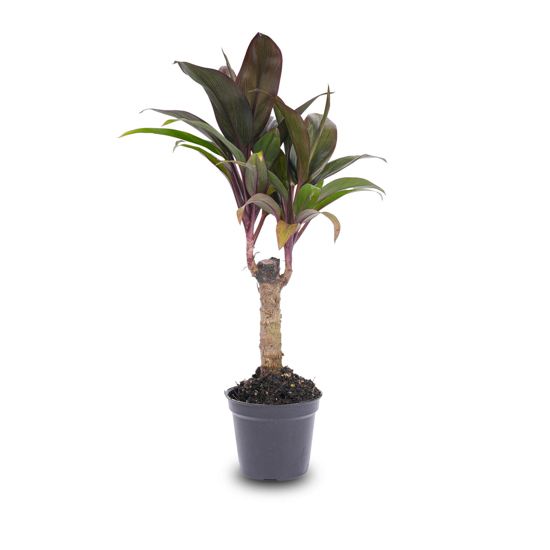Mini palm – Cordyline fruticosa 'Purple Compacta' – Terrarium plant – Pot size 6 | The purple pop in pocket size – Average maintenance