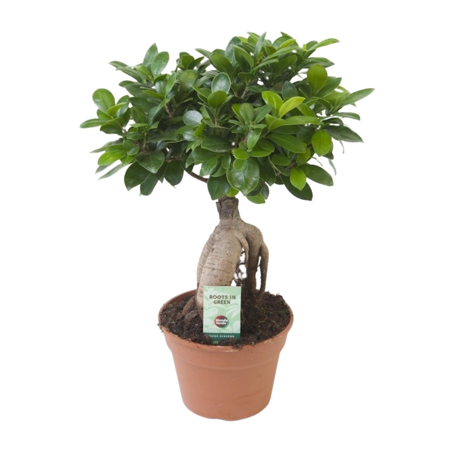Ficus Ginseng – Ø17 cm – ↕40 cm
