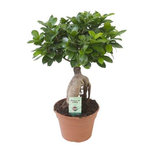 Ficus Ginseng – Ø17 cm – ↕40 cm