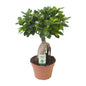 Ficus Ginseng – Ø17 cm – ↕40 cm