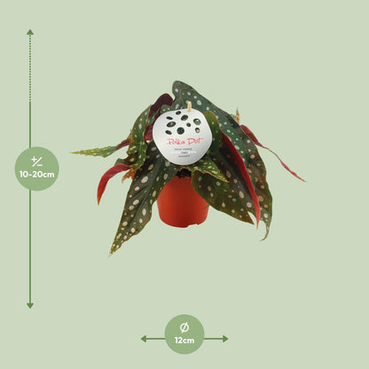 Begonia Maculata - Ø12cm - ↕20cm | The polka dot queen – Average maintenance