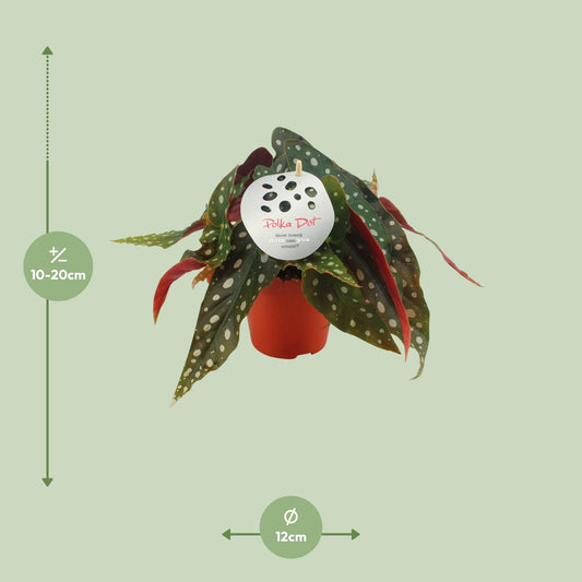 Begonia Maculata - Ø12cm - ↕20cm | The polka dot queen – Average maintenance