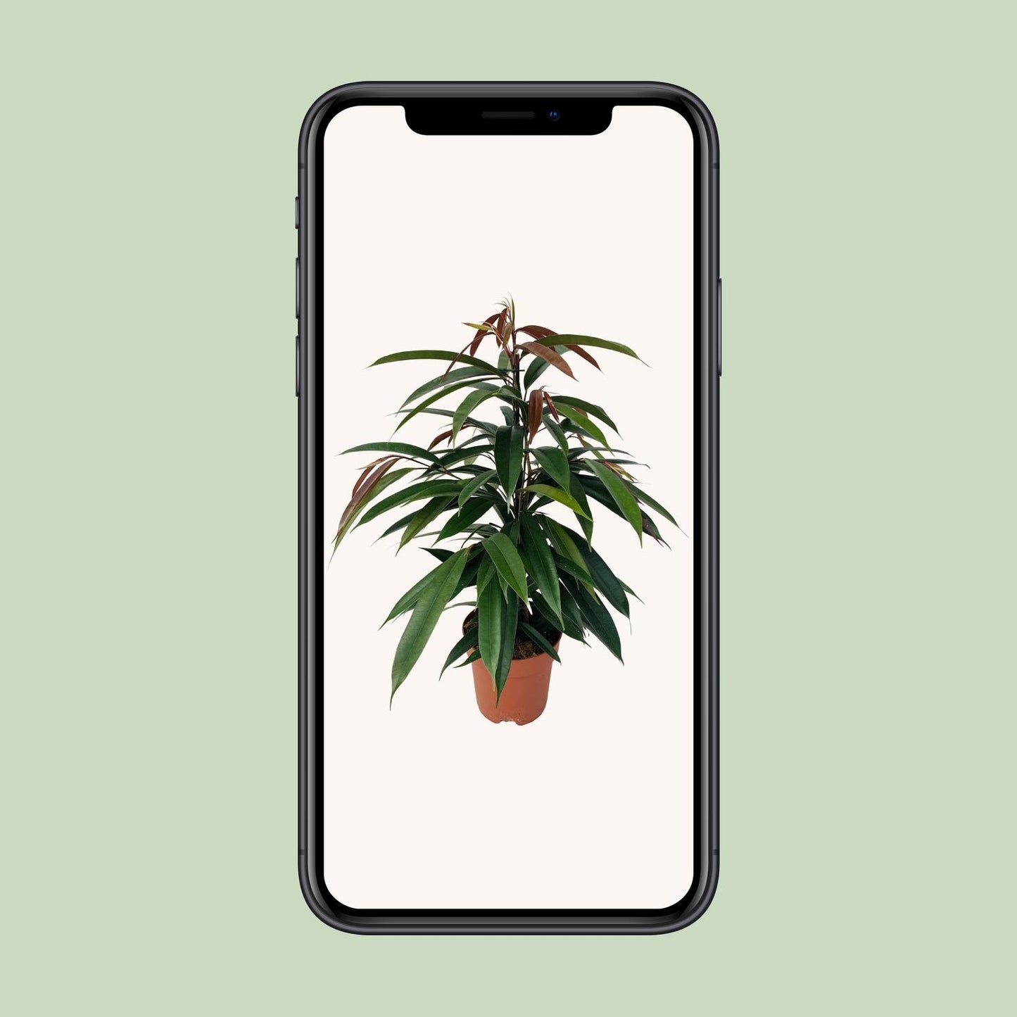 Ficus 'Amstel King' P17 – Ø17cm ↕75cm | Average maintenance