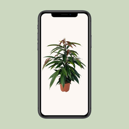 Ficus 'Amstel King' P17 – Ø17cm ↕75cm | Average maintenance