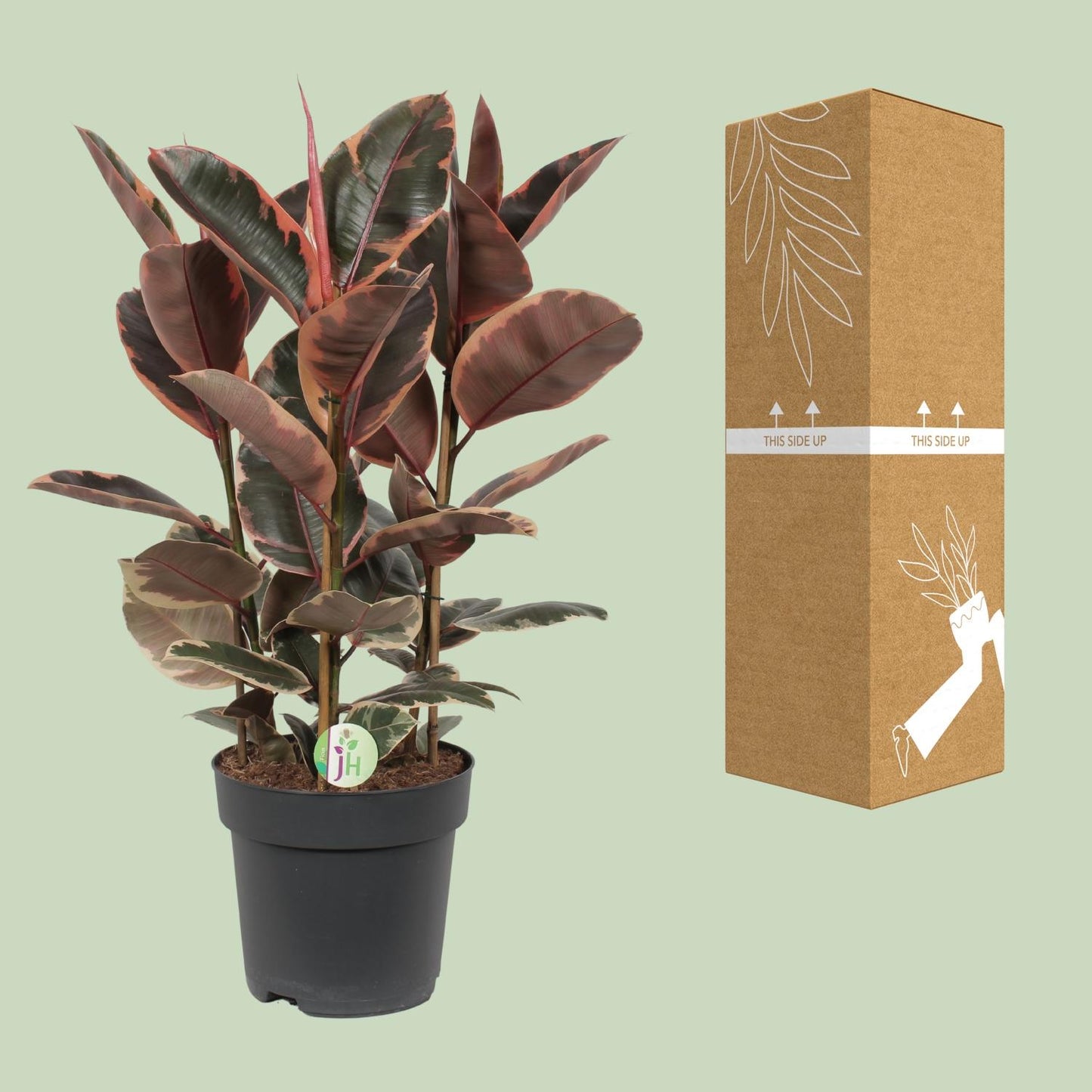 Ficus Belize – Ø27cm ↕80cm | Easy maintenance