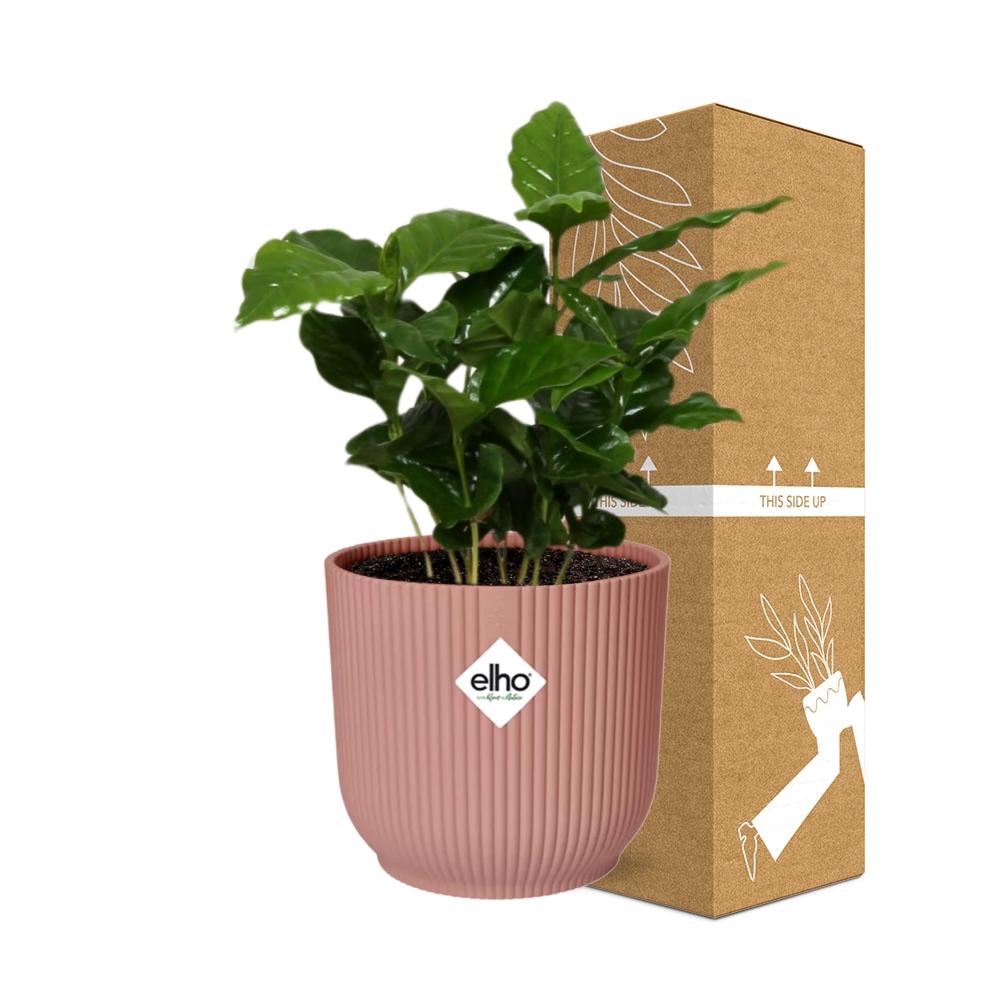 Coffea Arabica in ELHO Vibes Fold 14cm pink | Your own coffee plant – Average maintenance