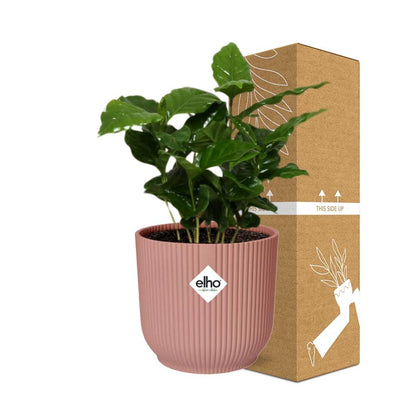 Coffea Arabica in ELHO Vibes Fold 14cm pink | Your own coffee plant – Average maintenance