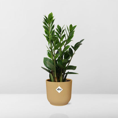 Zamioculcas (ZZ plant) – Height 45–50 cm in ELHO Vibes Fold 14 cm yellow