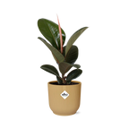 Ficus elastica ‘Robusta’ in ELHO Vibes Fold 14cm – Geel | Gemiddeld onderhoud