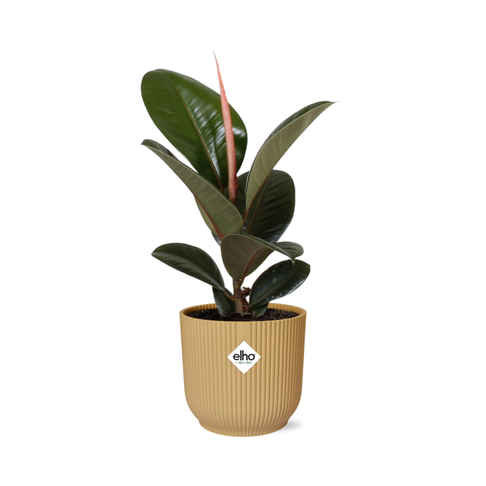 Ficus elastica 'Robusta' in ELHO Vibes Fold 14cm – Yellow | Average maintenance