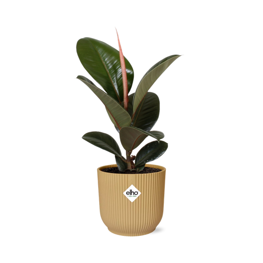 Ficus elastica 'Robusta' in ELHO Vibes Fold 14cm – Yellow | Average maintenance