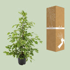 Ficus benjamina Golden King – Ø21cm ↕95cm | Average maintenance